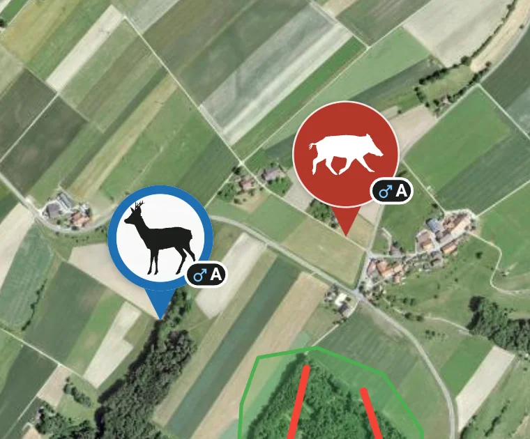 Deux observations sur la carte : un chevreuil vu et un sanglier prélevé, mâles adultes